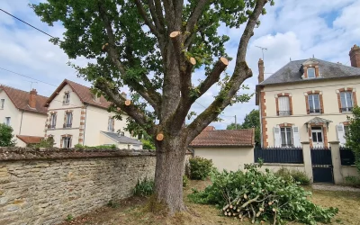 Élagage des arbres : propriétaire ou locataire ?