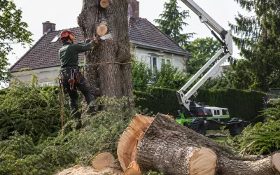 Abattage d’arbre en Île-de-France : tarifs et démarches