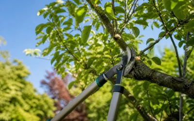 Élagage en été : ce qu’il faut savoir avant d’intervenir