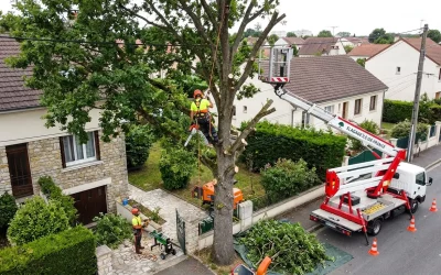 Prix élagage arbre selon hauteur en IDF