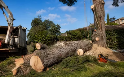 Combien de temps faut-il pour abattre un arbre ?